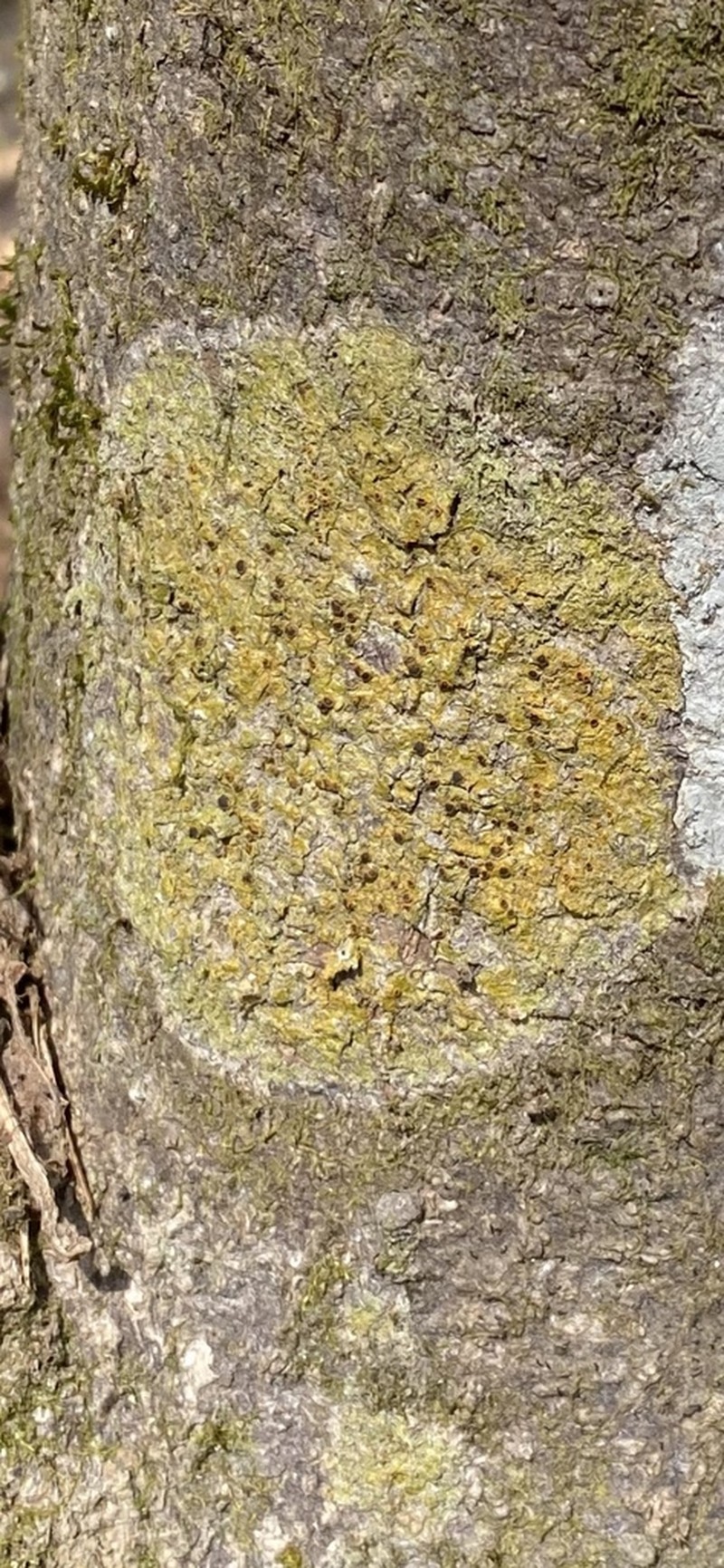 Letrouitia Lichen