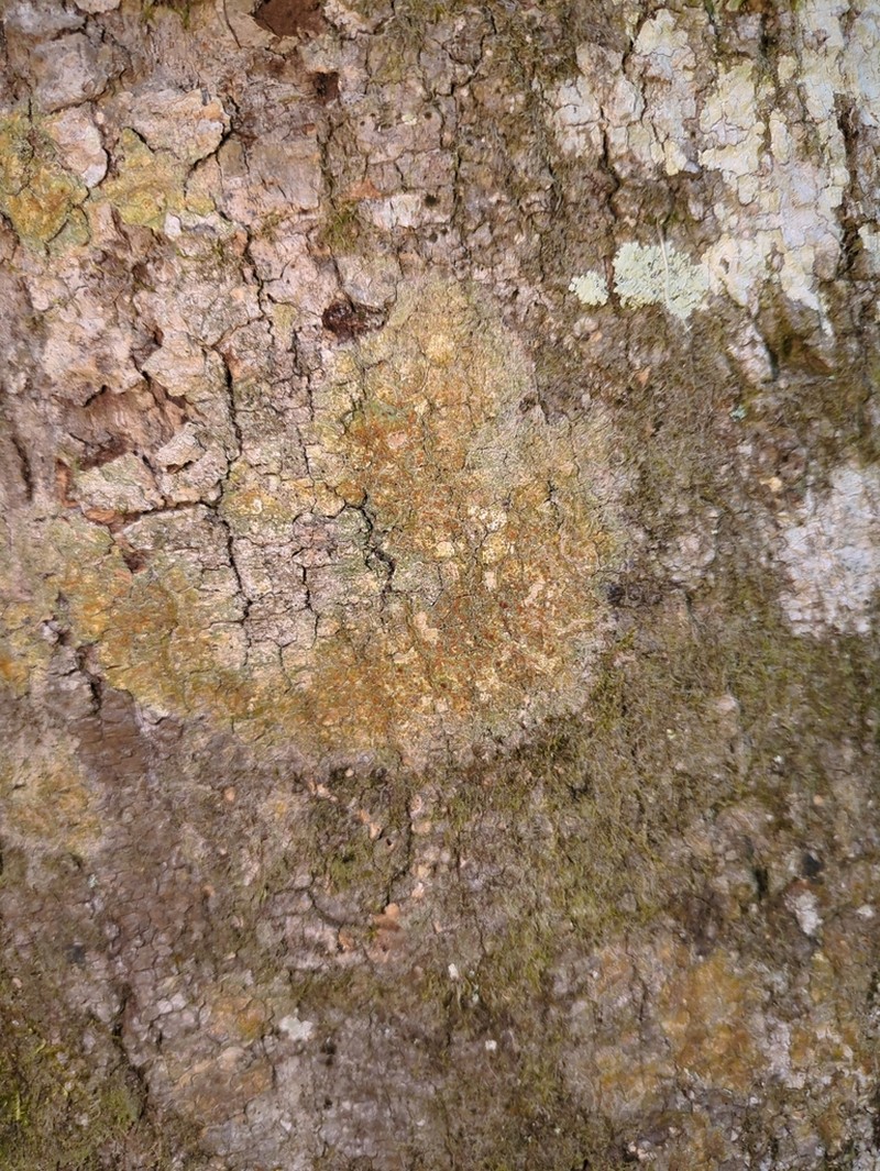 Letrouitia Lichen photo 2