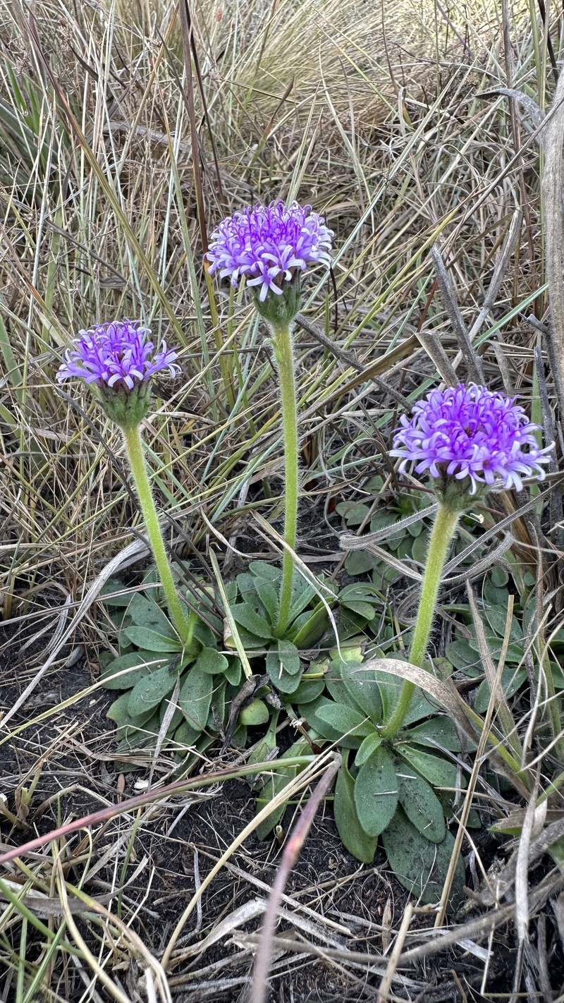 Lettowia nyassae photo 2