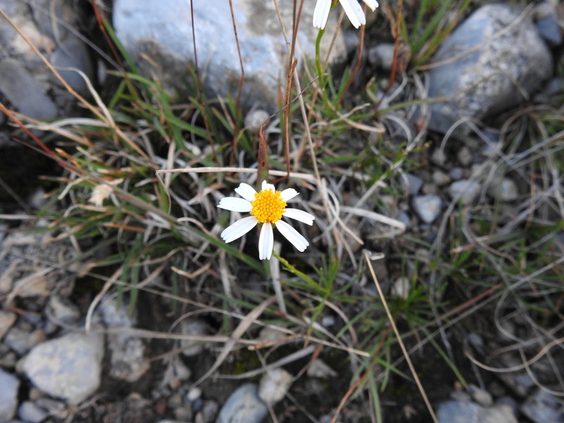 Leucactinia bracteata