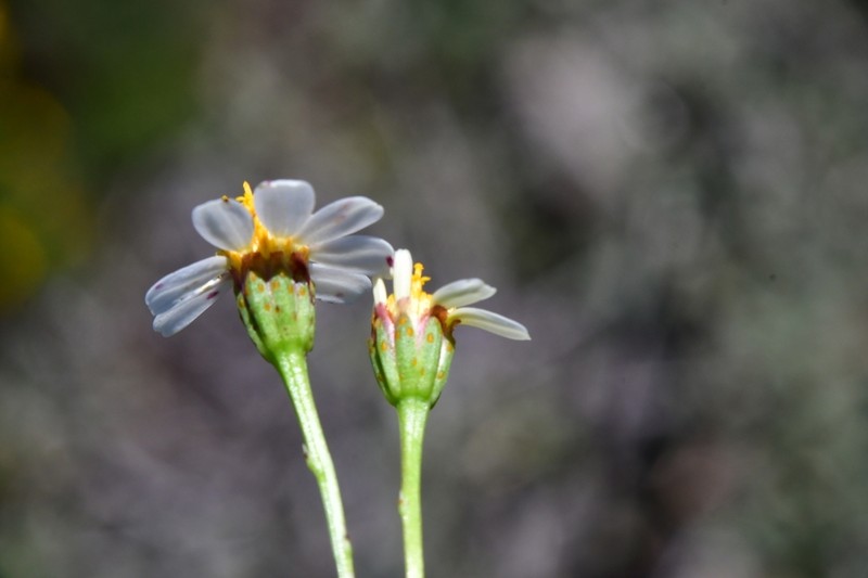 Leucactinia bracteata photo 3