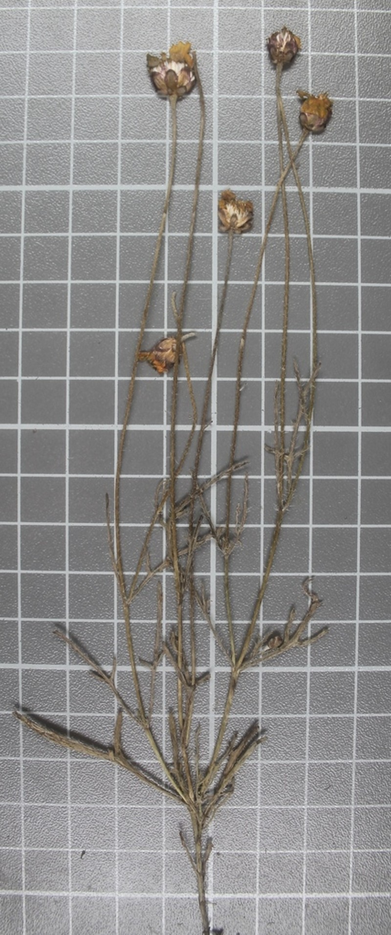 Leucactinia bracteata photo 4