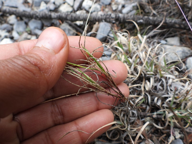 Leucactinia bracteata photo 5