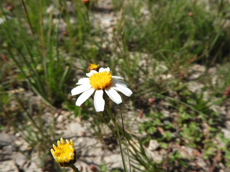 Leucactinia bracteata photo 6