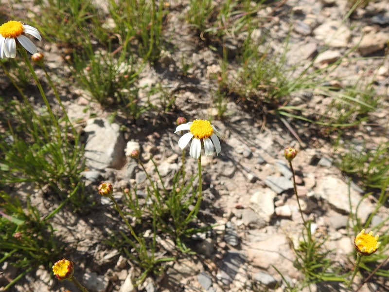 Leucactinia bracteata photo 7