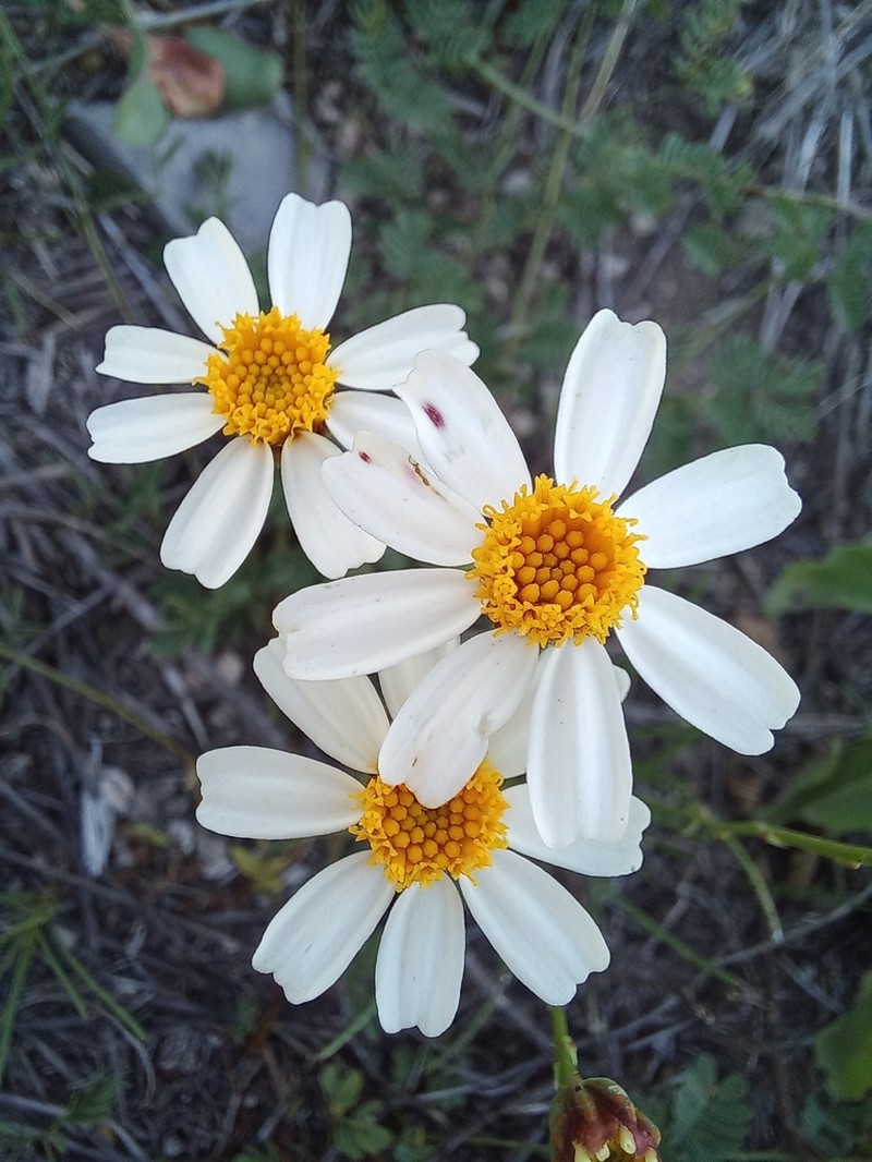 Leucactinia bracteata photo 8