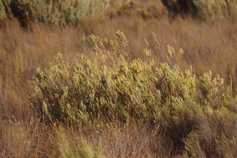 Leucadendron brunioides var. brunioides