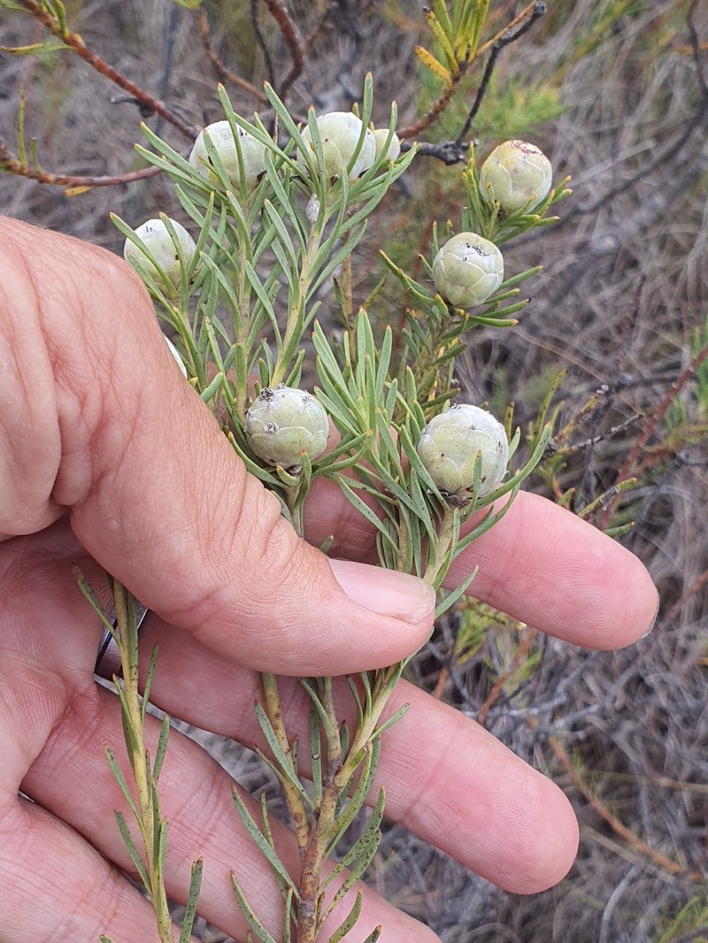 Leucadendron brunioides var. brunioides photo 2