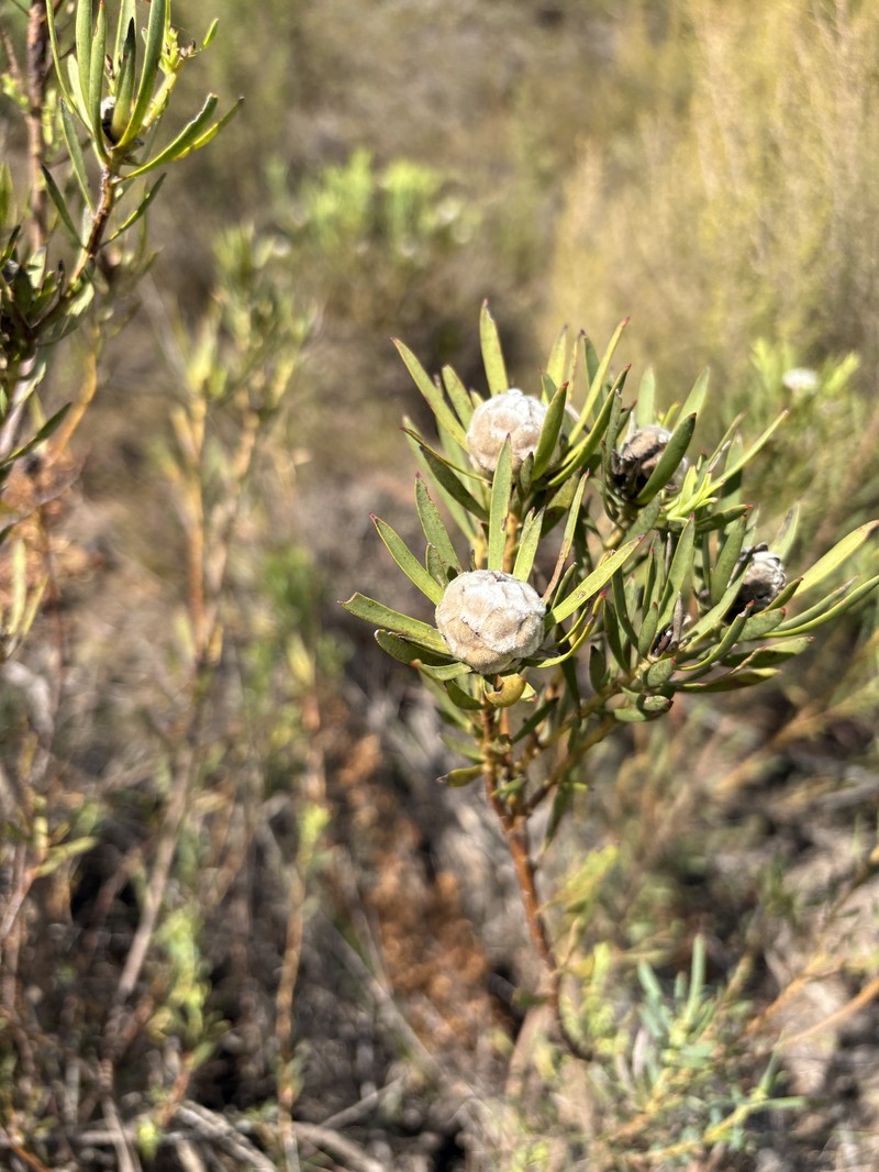 Leucadendron brunioides var. brunioides photo 3