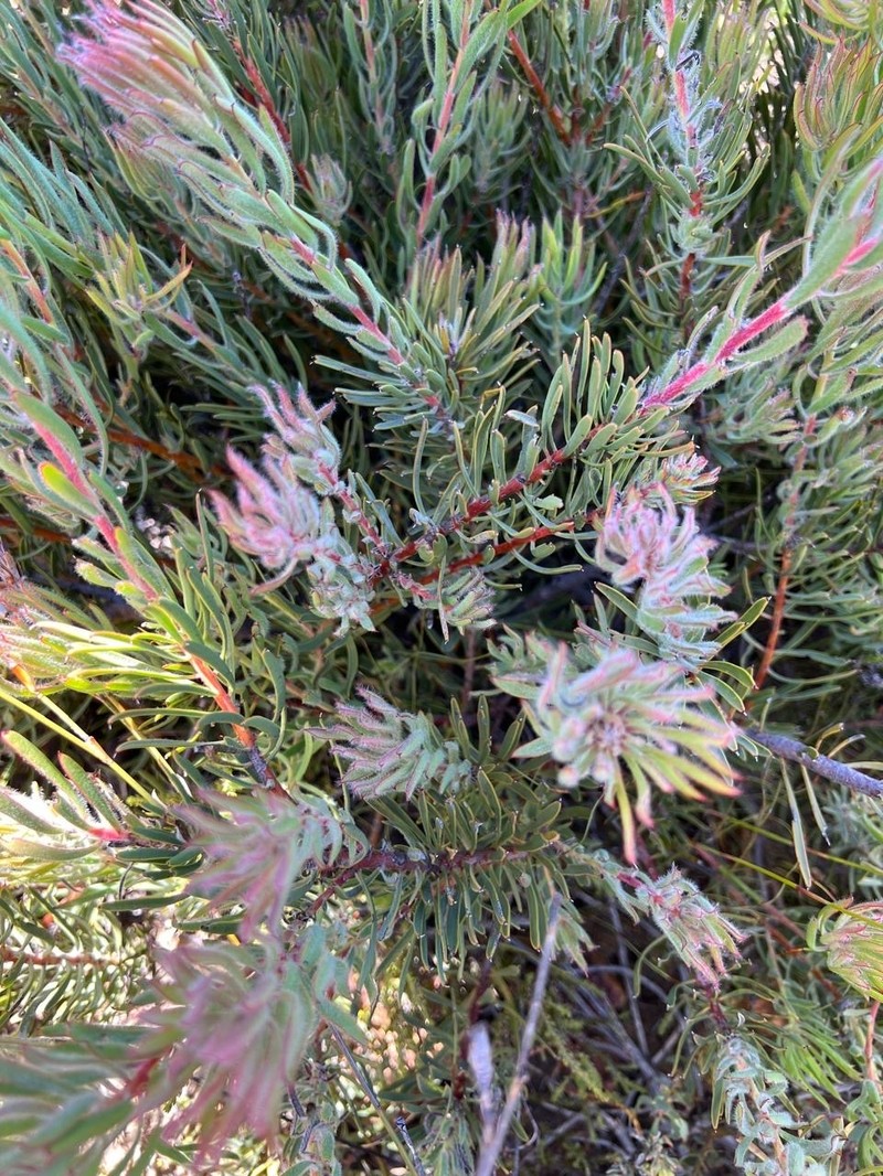 Leucadendron brunioides var. brunioides photo 4