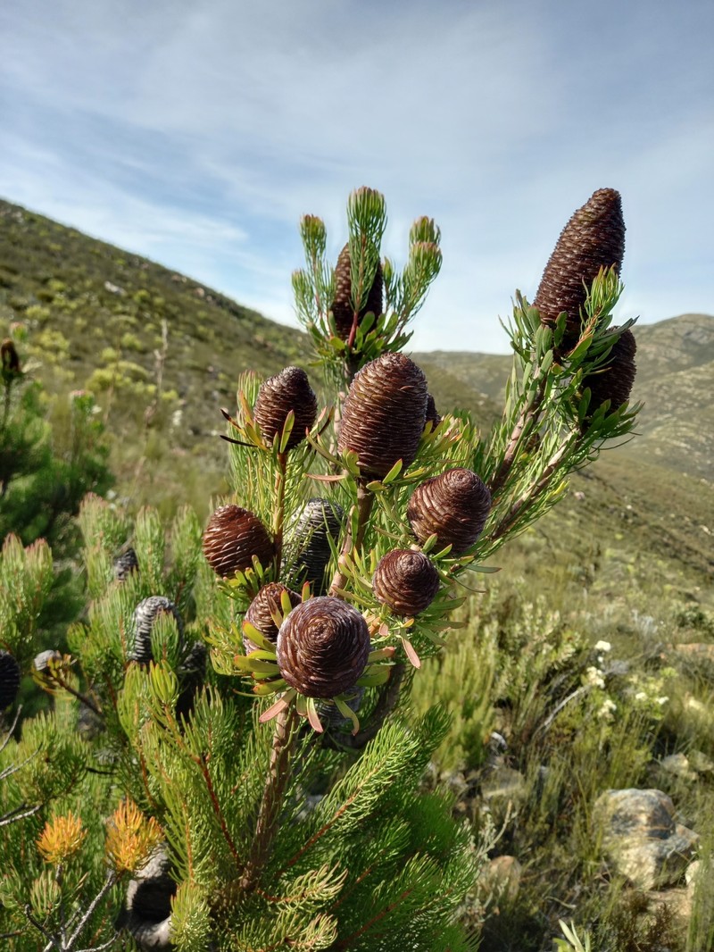 Leucadendron comosum subsp. comosum
