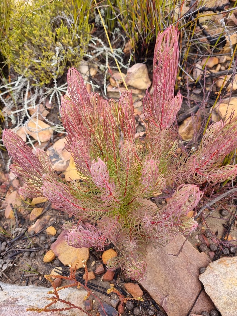 Leucadendron comosum subsp. comosum photo 2