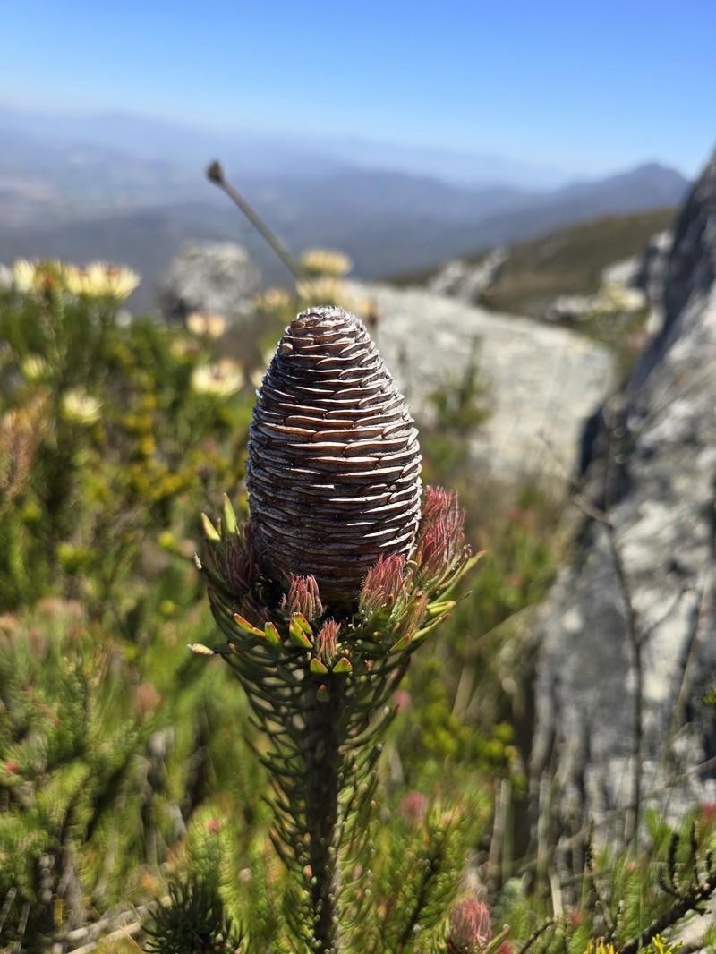 Leucadendron comosum subsp. comosum photo 3