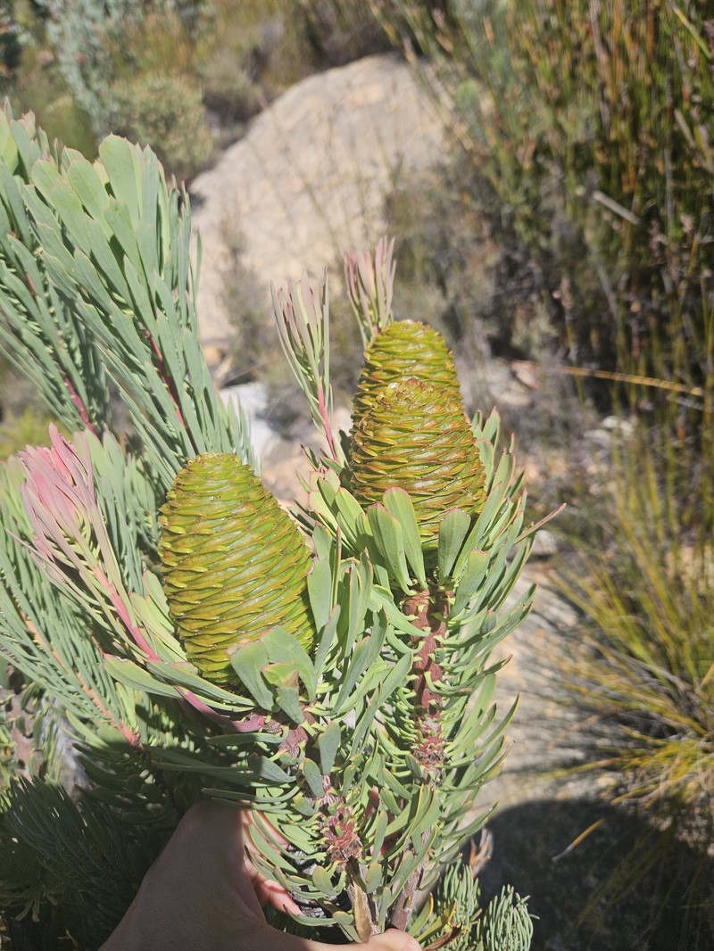 Leucadendron comosum subsp. comosum photo 4