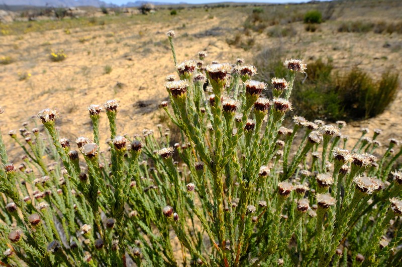 Leucadendron dubium photo 2