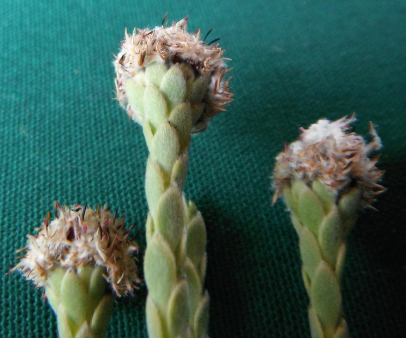 Leucadendron dubium photo 4