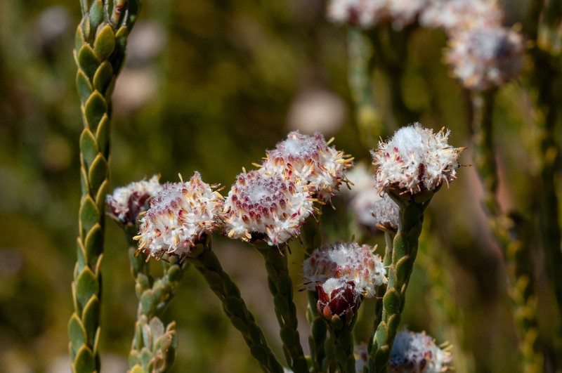 Leucadendron dubium photo 5