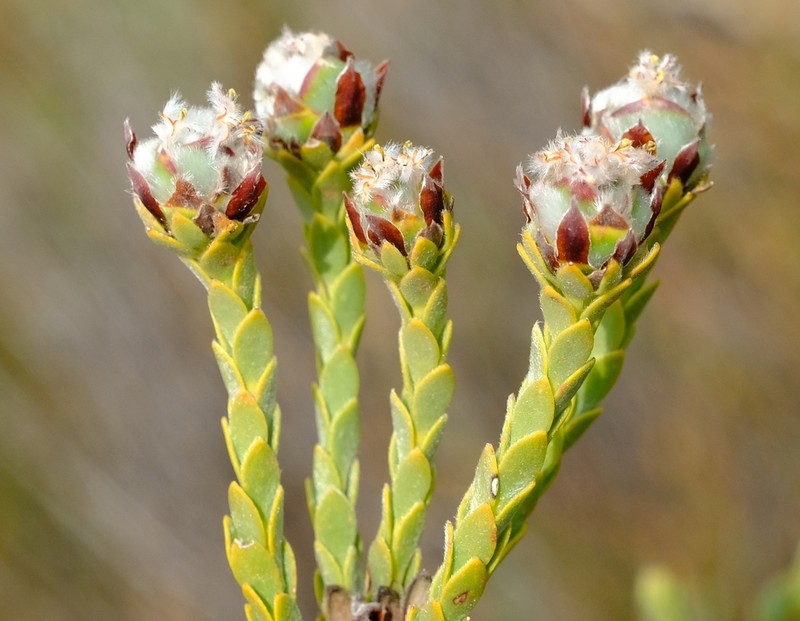 Leucadendron dubium photo 6