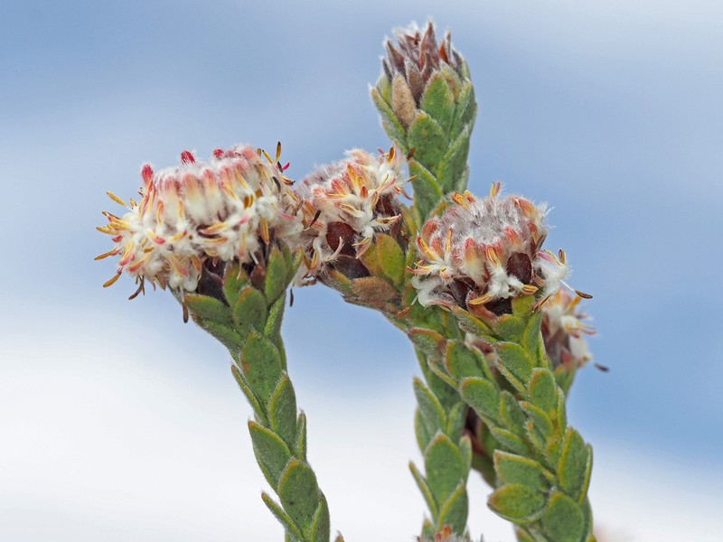 Leucadendron dubium photo 7