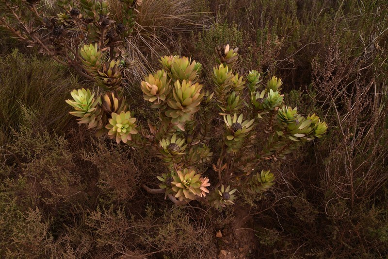 Leucadendron elimense subsp. elimense