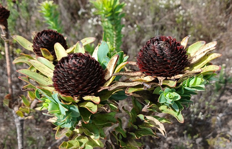 Leucadendron elimense subsp. elimense photo 2