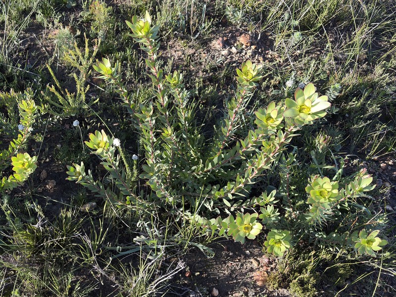 Leucadendron elimense subsp. elimense photo 3