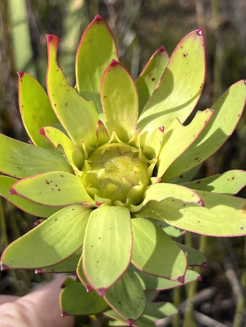 Leucadendron elimense subsp. elimense photo 4