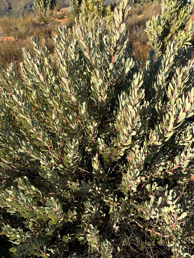 Leucadendron glaberrimum subsp. glaberrimum