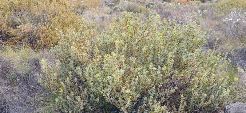 Leucadendron glaberrimum subsp. glaberrimum photo 4