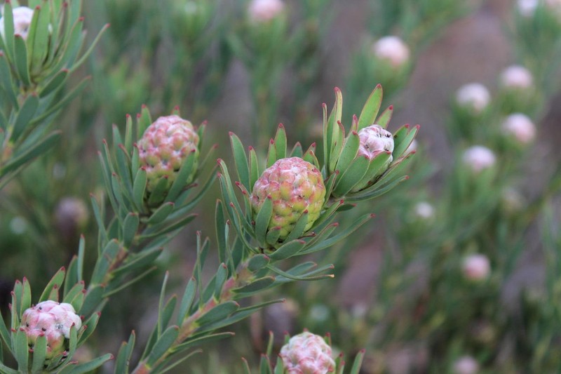Leucadendron lanigerum var. laevigatum