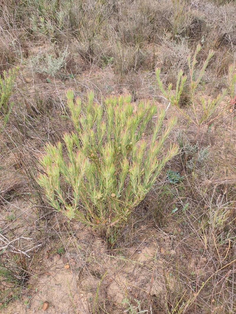Leucadendron lanigerum var. laevigatum photo 2