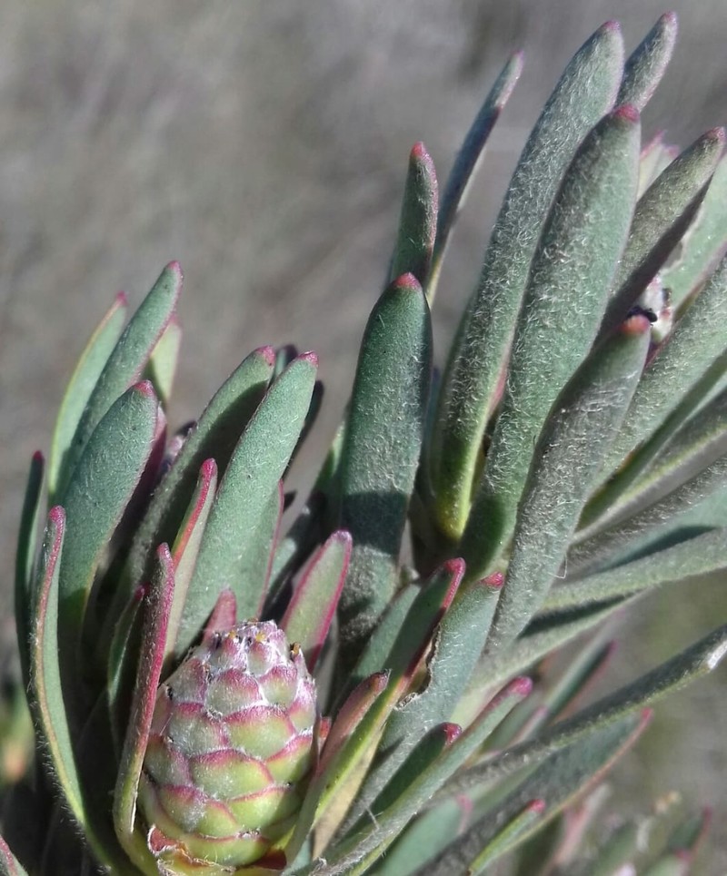 Leucadendron lanigerum var. laevigatum photo 3