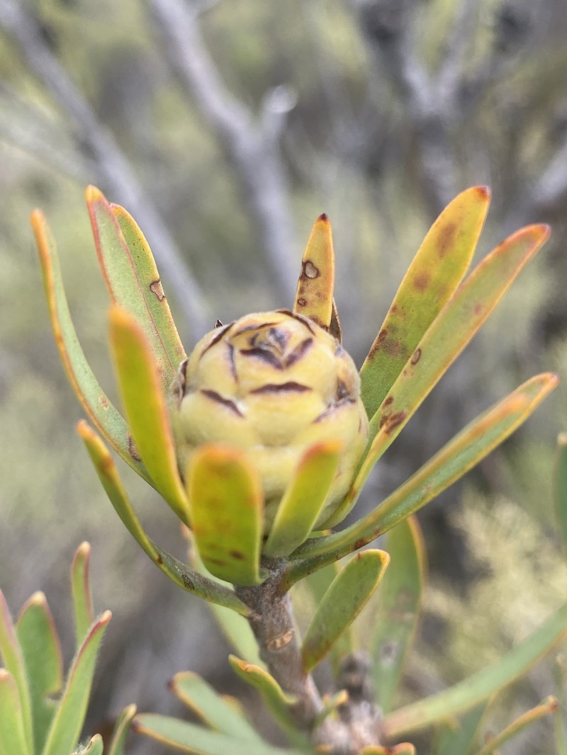 Leucadendron lanigerum var. laevigatum photo 4