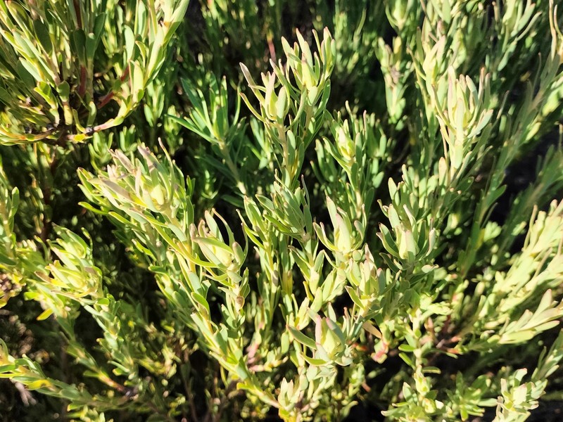 Leucadendron lanigerum var. laevigatum photo 5