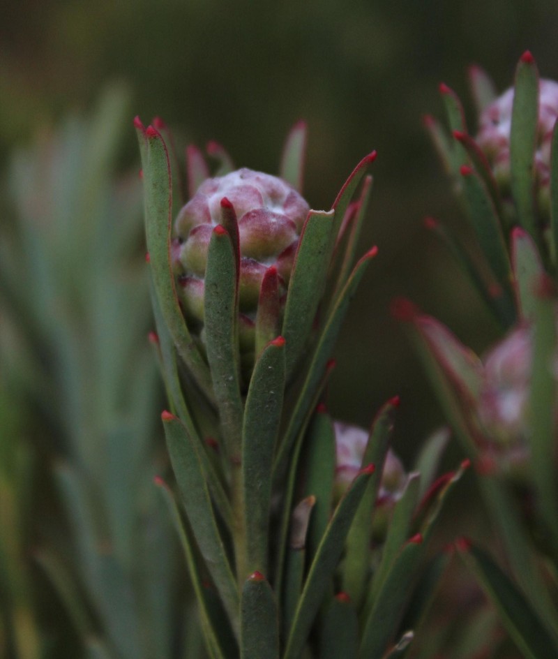 Leucadendron lanigerum var. laevigatum photo 6