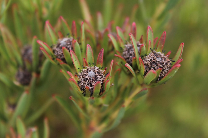 Leucadendron lanigerum var. laevigatum photo 7