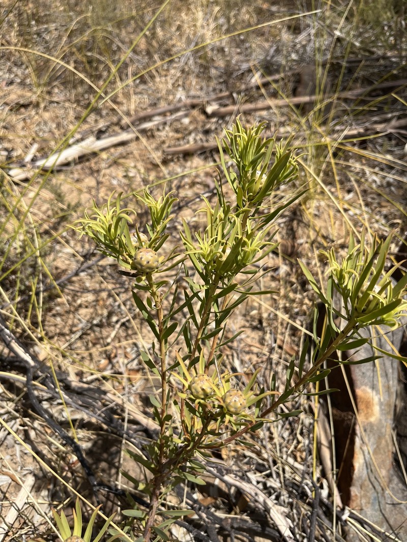 Leucadendron lanigerum var. lanigerum