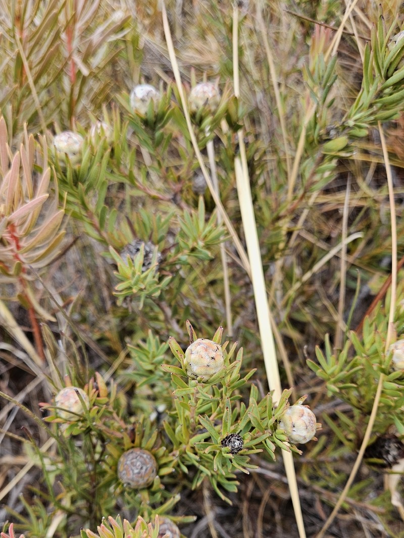 Leucadendron lanigerum var. lanigerum photo 2