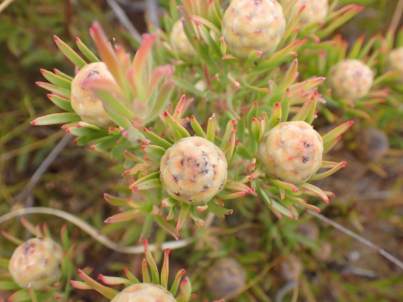 Leucadendron lanigerum var. lanigerum photo 3