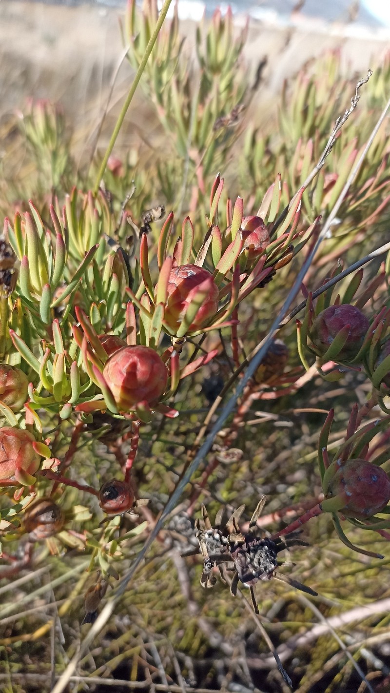Leucadendron lanigerum var. lanigerum photo 4