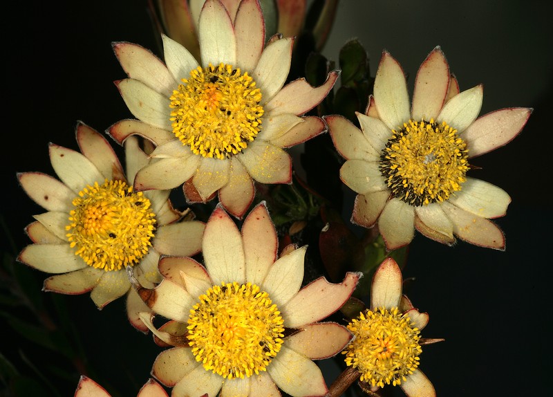 Leucadendron spissifolium subsp. spissifolium