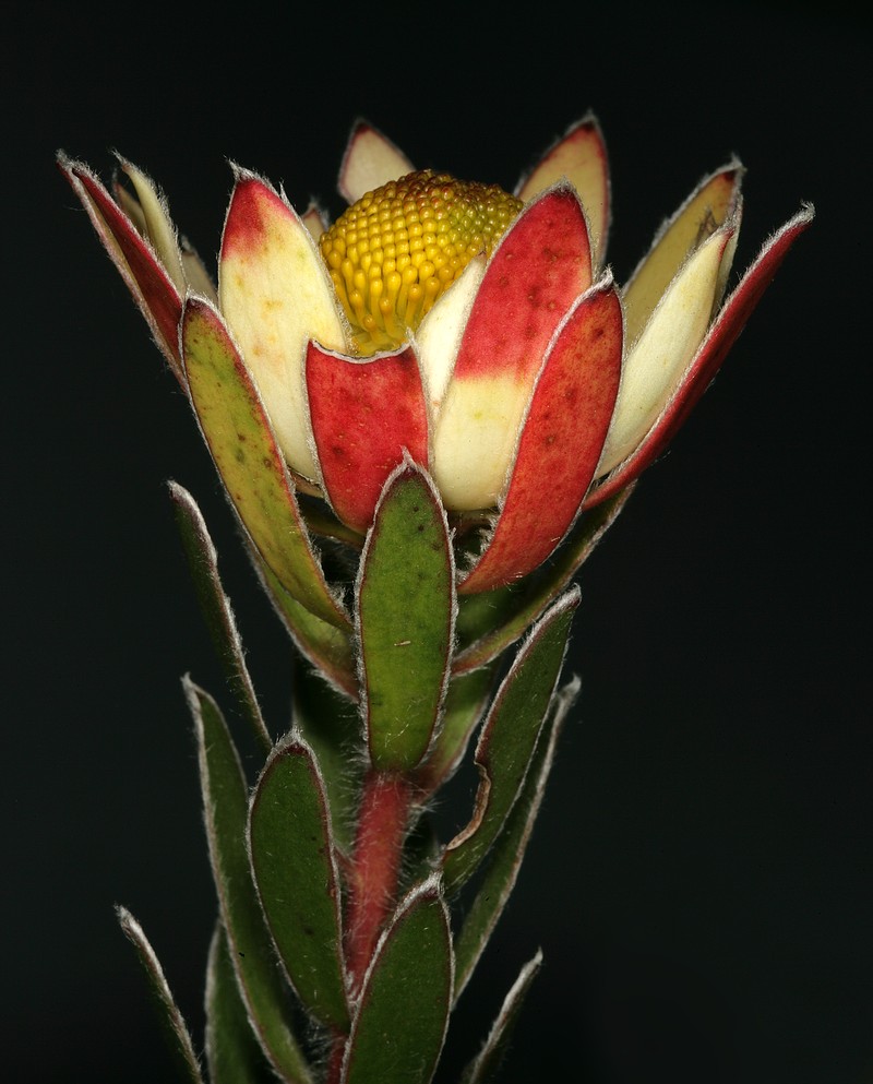 Leucadendron spissifolium subsp. spissifolium photo 2