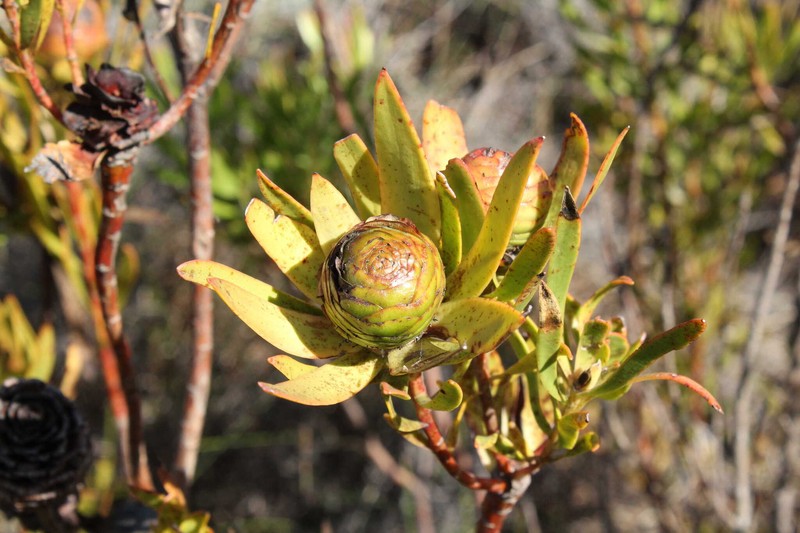 Leucadendron spissifolium subsp. spissifolium photo 3