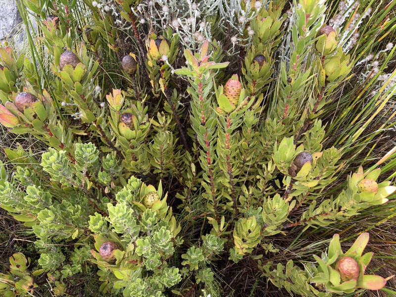 Leucadendron spissifolium subsp. spissifolium photo 4