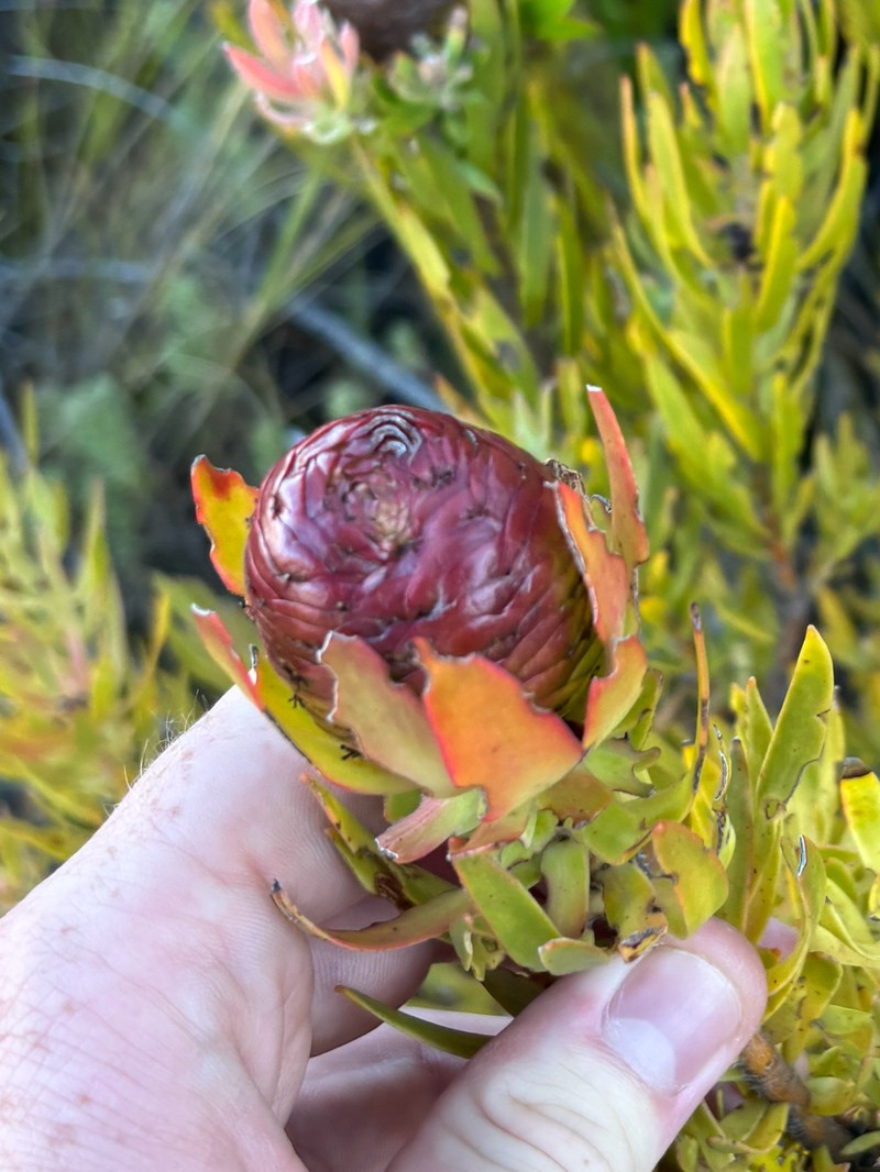 Leucadendron spissifolium subsp. spissifolium photo 5