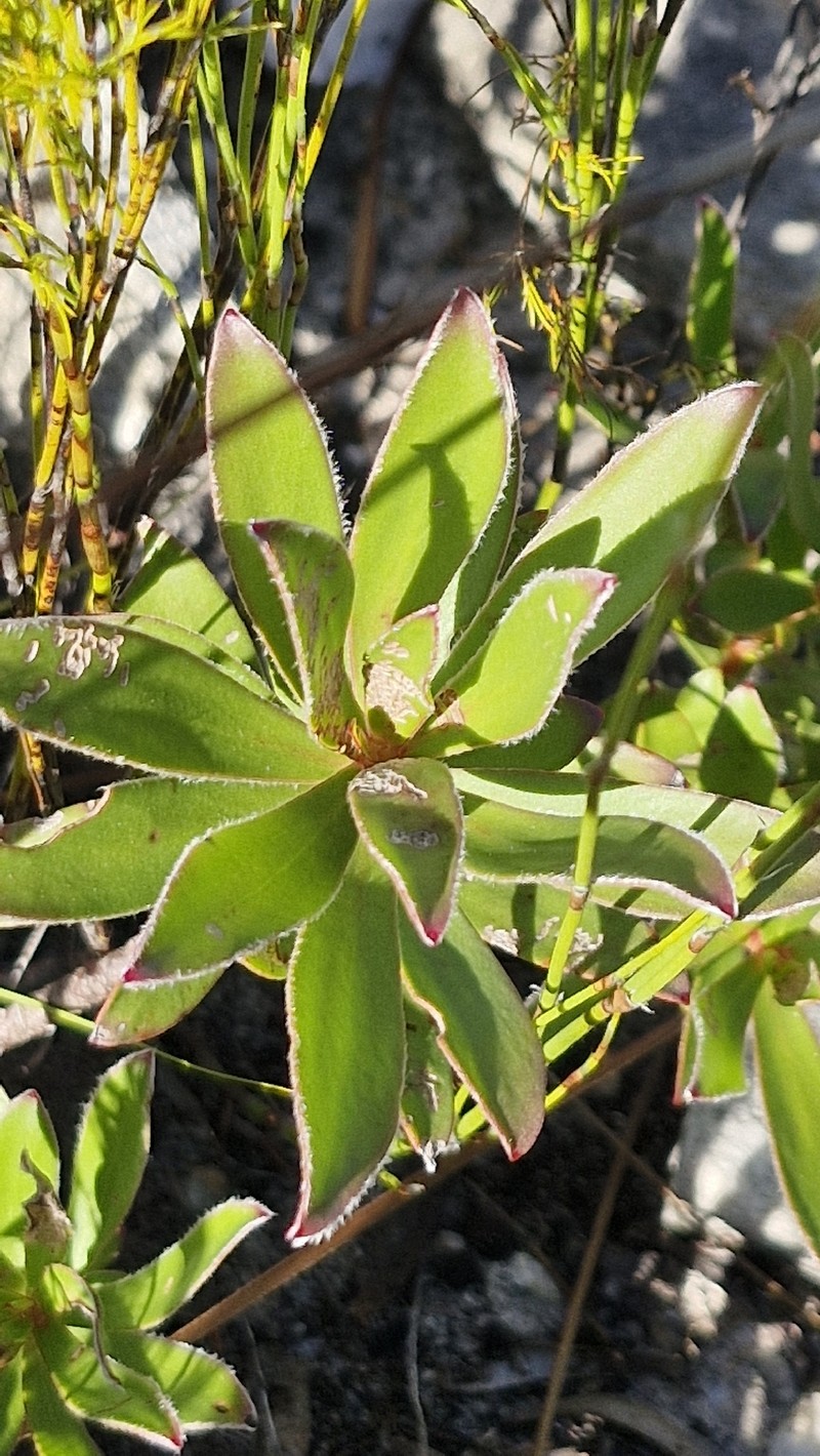 Leucadendron spissifolium subsp. spissifolium photo 6