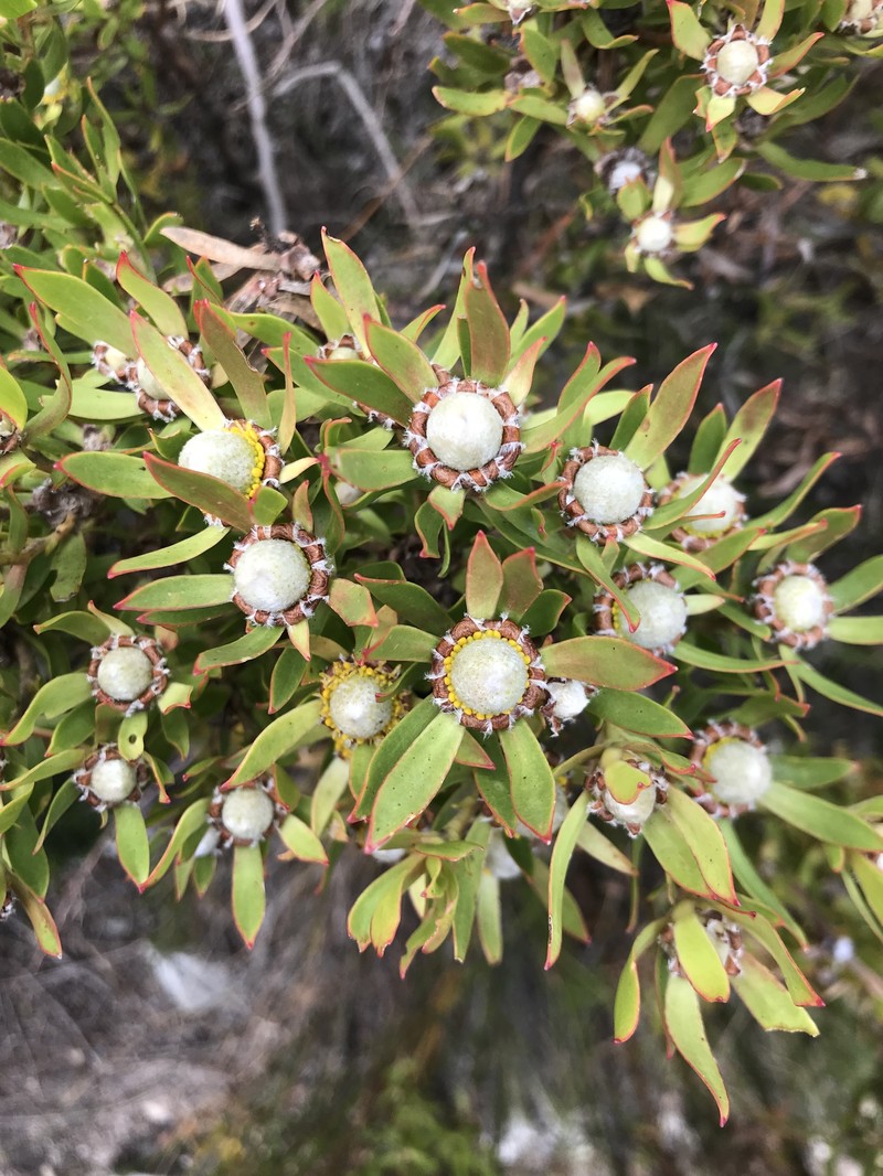 Leucadendron spissifolium subsp. spissifolium photo 7