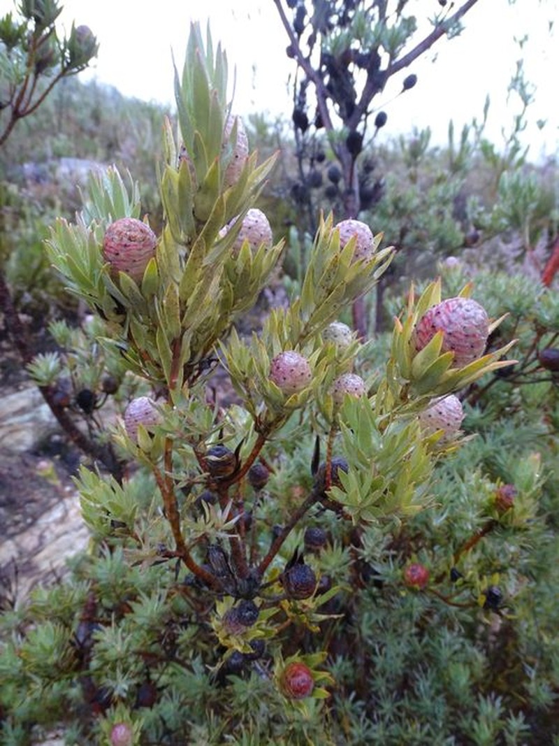 Leucadendron uliginosum subsp. uliginosum