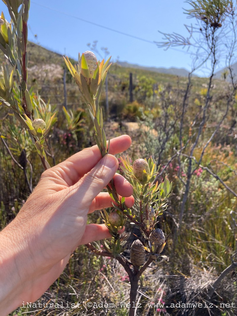 Leucadendron uliginosum subsp. uliginosum photo 2