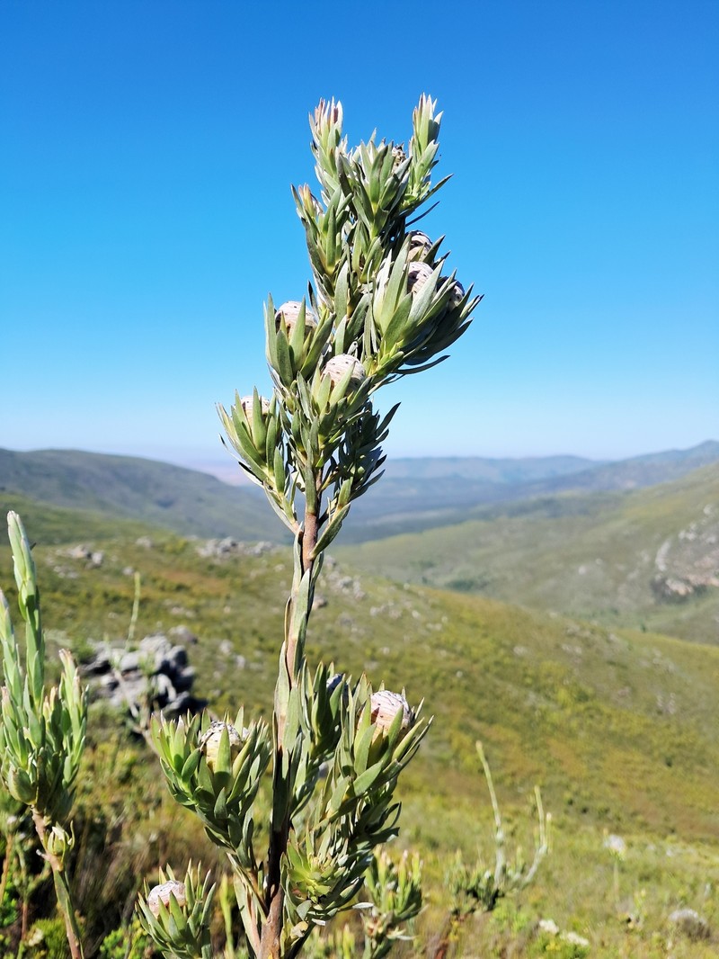 Leucadendron uliginosum subsp. uliginosum photo 3